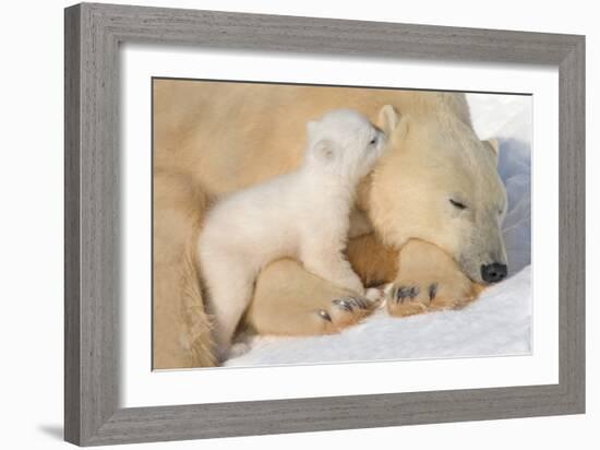 Cub Whispering to Mother-Howard Ruby-Framed Photographic Print