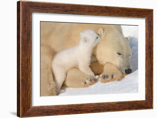 Cub Whispering to Mother-Howard Ruby-Framed Photographic Print