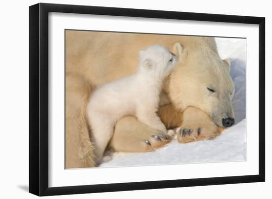 Cub Whispering to Mother-Howard Ruby-Framed Photographic Print