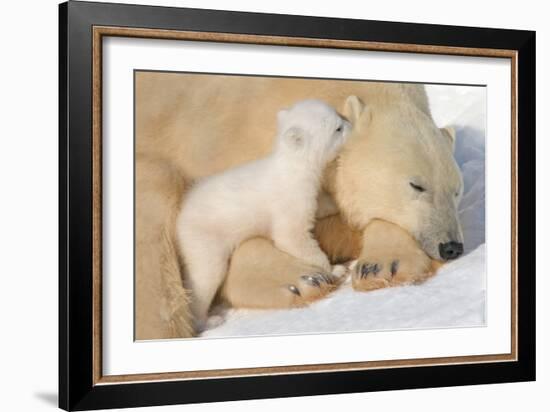 Cub Whispering to Mother-Howard Ruby-Framed Photographic Print