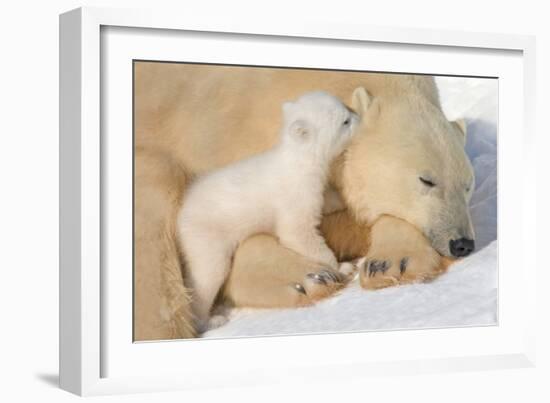 Cub Whispering to Mother-Howard Ruby-Framed Photographic Print