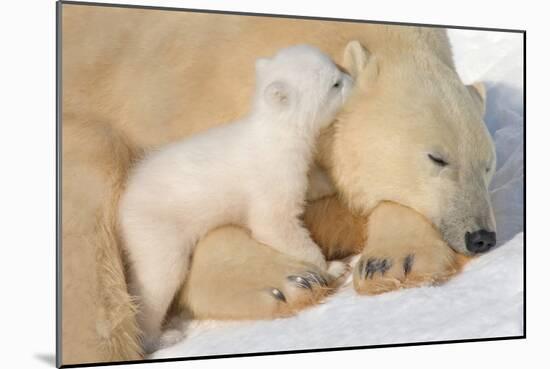Cub Whispering to Mother-Howard Ruby-Mounted Photographic Print