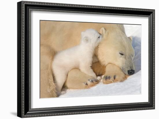 Cub Whispering to Mother-Howard Ruby-Framed Photographic Print