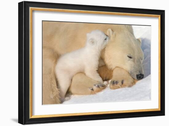 Cub Whispering to Mother-Howard Ruby-Framed Photographic Print