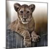 Cub-Bobbie Goodrich-Mounted Giclee Print