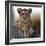 Cub-Bobbie Goodrich-Framed Giclee Print