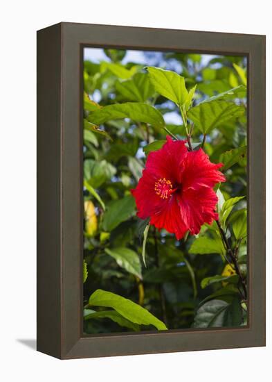 Cuba, Artemisa, Las Terrazas, Hibiscus Flower-Inger Hogstrom-Framed Premier Image Canvas