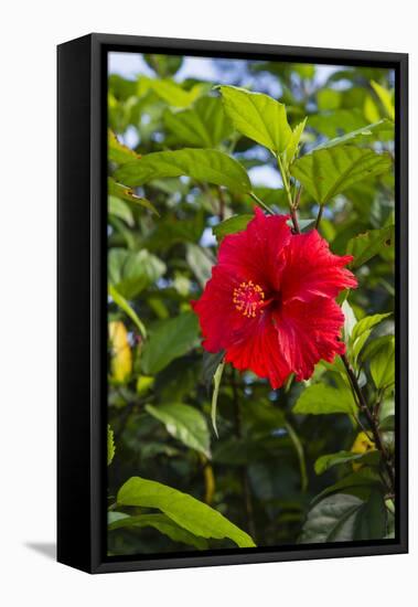 Cuba, Artemisa, Las Terrazas, Hibiscus Flower-Inger Hogstrom-Framed Premier Image Canvas