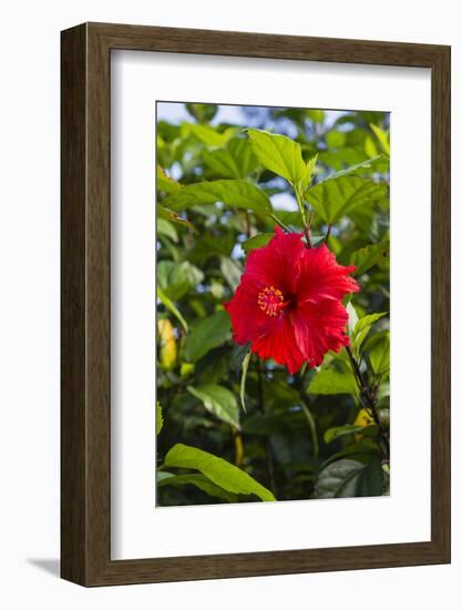 Cuba, Artemisa, Las Terrazas, Hibiscus Flower-Inger Hogstrom-Framed Photographic Print