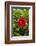 Cuba, Artemisa, Las Terrazas, Hibiscus Flower-Inger Hogstrom-Framed Photographic Print