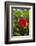 Cuba, Artemisa, Las Terrazas, Hibiscus Flower-Inger Hogstrom-Framed Photographic Print