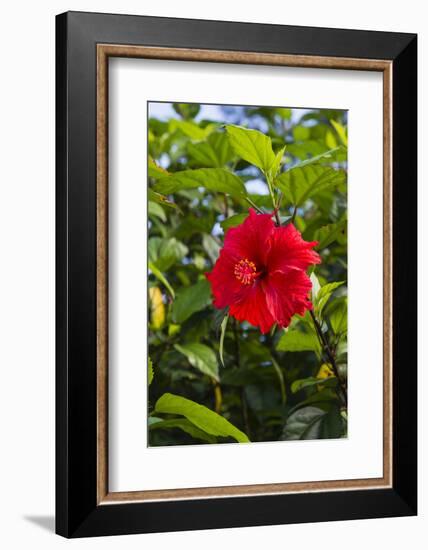 Cuba, Artemisa, Las Terrazas, Hibiscus Flower-Inger Hogstrom-Framed Photographic Print