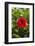 Cuba, Artemisa, Las Terrazas, Hibiscus Flower-Inger Hogstrom-Framed Photographic Print