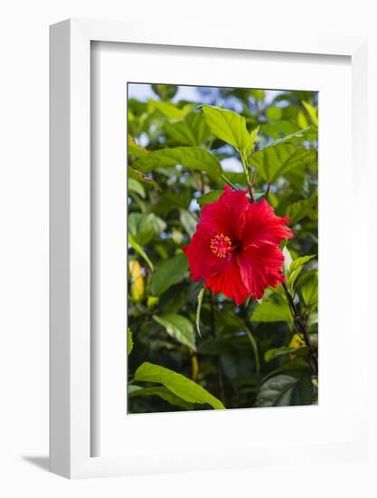 Cuba, Artemisa, Las Terrazas, Hibiscus Flower-Inger Hogstrom-Framed Photographic Print