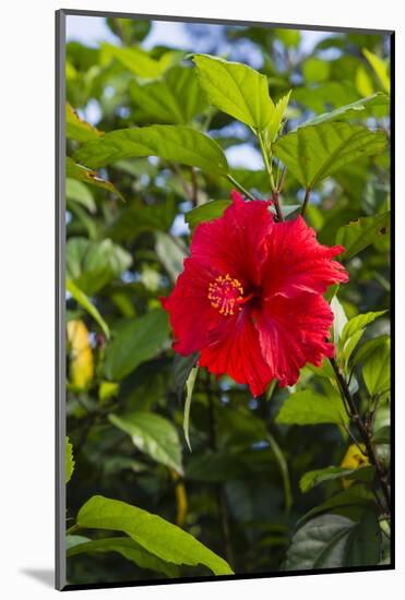 Cuba, Artemisa, Las Terrazas, Hibiscus Flower-Inger Hogstrom-Mounted Photographic Print