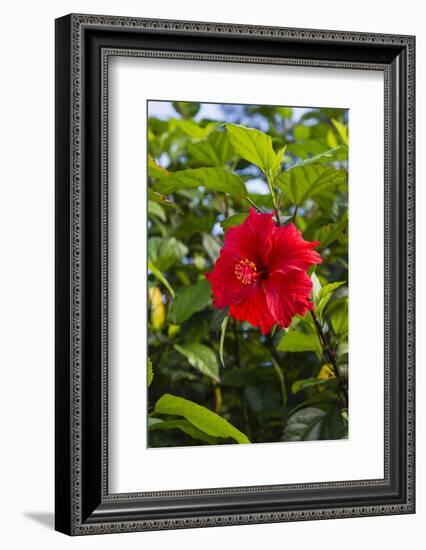 Cuba, Artemisa, Las Terrazas, Hibiscus Flower-Inger Hogstrom-Framed Photographic Print