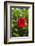 Cuba, Artemisa, Las Terrazas, Hibiscus Flower-Inger Hogstrom-Framed Photographic Print