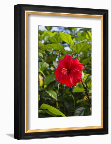 Cuba, Artemisa, Las Terrazas, Hibiscus Flower-Inger Hogstrom-Framed Photographic Print