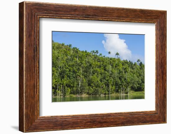 Cuba. Artemisa. Las Terrazas. UNESCO Biosphere Preserve and Eco-Community in the Rosario Mountains-Inger Hogstrom-Framed Photographic Print