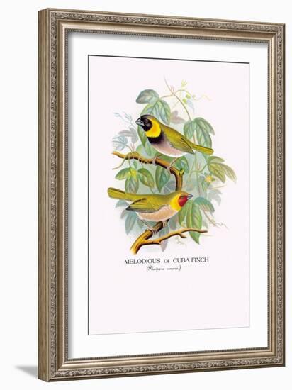 Cuba Finch-Arthur G. Butler-Framed Art Print