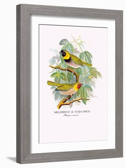 Cuba Finch-Arthur G. Butler-Framed Art Print