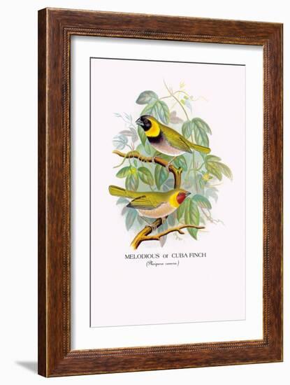 Cuba Finch-Arthur G. Butler-Framed Art Print