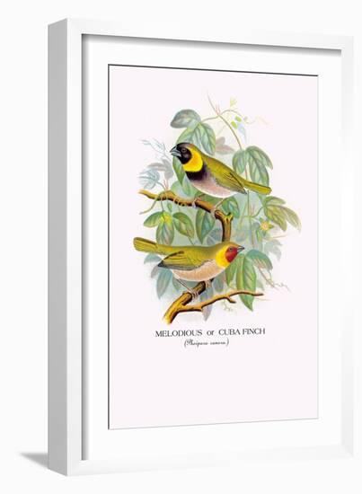 Cuba Finch-Arthur G. Butler-Framed Art Print