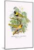 Cuba Finch-Arthur G. Butler-Mounted Art Print