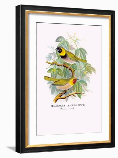 Cuba Finch-Arthur G. Butler-Framed Art Print