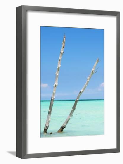 Cuba Fuerte Collection - Aquatic Tree III-Philippe Hugonnard-Framed Photographic Print