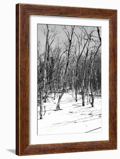 Cuba Fuerte Collection B&W - Desert of White Trees III-Philippe Hugonnard-Framed Photographic Print