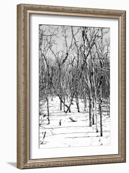 Cuba Fuerte Collection B&W - Desert of White Trees-Philippe Hugonnard-Framed Photographic Print