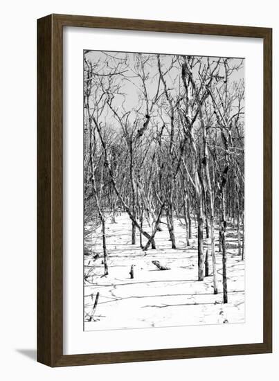 Cuba Fuerte Collection B&W - Desert of White Trees-Philippe Hugonnard-Framed Photographic Print