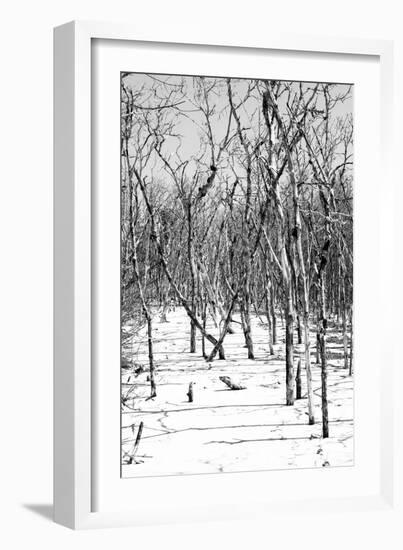 Cuba Fuerte Collection B&W - Desert of White Trees-Philippe Hugonnard-Framed Photographic Print