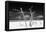 Cuba Fuerte Collection B&W - Trees and White Sand V-Philippe Hugonnard-Framed Premier Image Canvas
