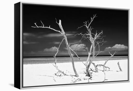 Cuba Fuerte Collection B&W - Trees and White Sand V-Philippe Hugonnard-Framed Premier Image Canvas