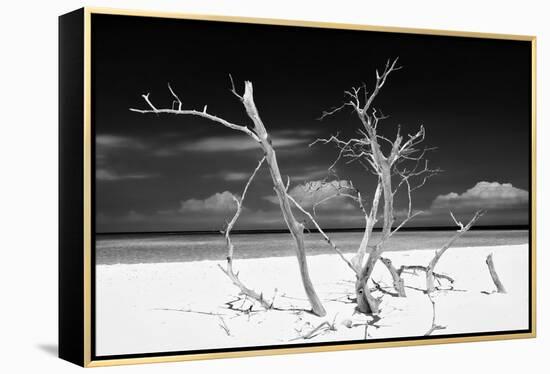 Cuba Fuerte Collection B&W - Trees and White Sand V-Philippe Hugonnard-Framed Premier Image Canvas