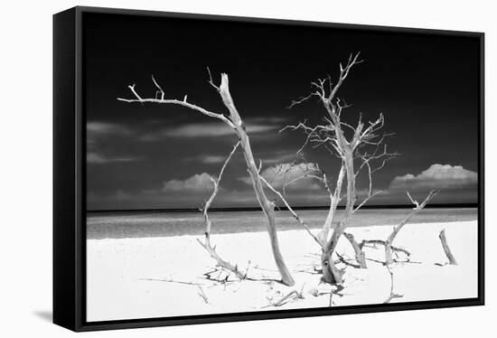 Cuba Fuerte Collection B&W - Trees and White Sand V-Philippe Hugonnard-Framed Stretched Canvas