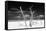 Cuba Fuerte Collection B&W - Trees and White Sand V-Philippe Hugonnard-Framed Stretched Canvas