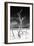 Cuba Fuerte Collection B&W - Trees and White Sand VI-Philippe Hugonnard-Framed Photographic Print