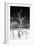 Cuba Fuerte Collection B&W - Trees and White Sand VI-Philippe Hugonnard-Framed Photographic Print