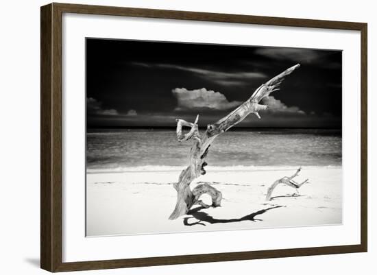 Cuba Fuerte Collection B&W - Trees and White Sand VII-Philippe Hugonnard-Framed Photographic Print