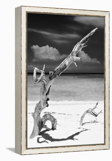 Cuba Fuerte Collection B&W - Trees and White Sand X-Philippe Hugonnard-Framed Premier Image Canvas