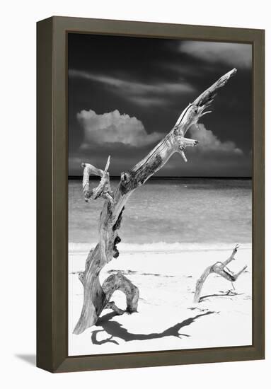 Cuba Fuerte Collection B&W - Trees and White Sand X-Philippe Hugonnard-Framed Premier Image Canvas