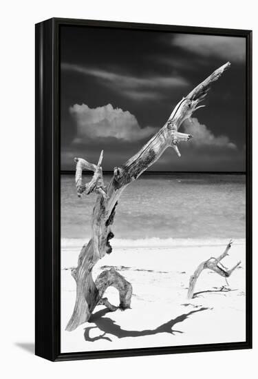 Cuba Fuerte Collection B&W - Trees and White Sand X-Philippe Hugonnard-Framed Premier Image Canvas