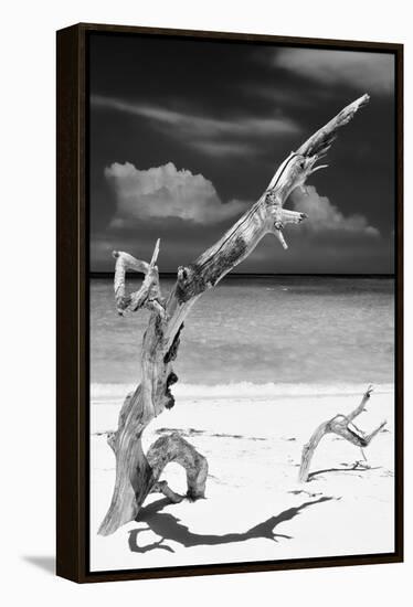 Cuba Fuerte Collection B&W - Trees and White Sand X-Philippe Hugonnard-Framed Premier Image Canvas