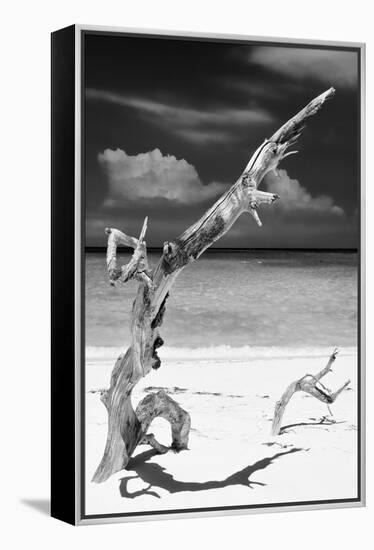 Cuba Fuerte Collection B&W - Trees and White Sand X-Philippe Hugonnard-Framed Premier Image Canvas