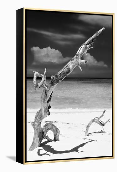 Cuba Fuerte Collection B&W - Trees and White Sand X-Philippe Hugonnard-Framed Premier Image Canvas