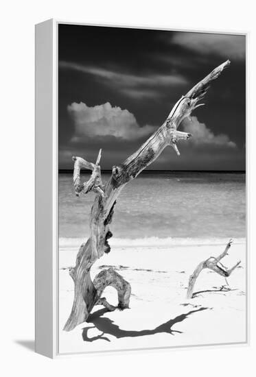 Cuba Fuerte Collection B&W - Trees and White Sand X-Philippe Hugonnard-Framed Premier Image Canvas