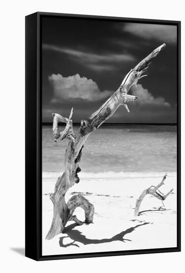 Cuba Fuerte Collection B&W - Trees and White Sand X-Philippe Hugonnard-Framed Stretched Canvas